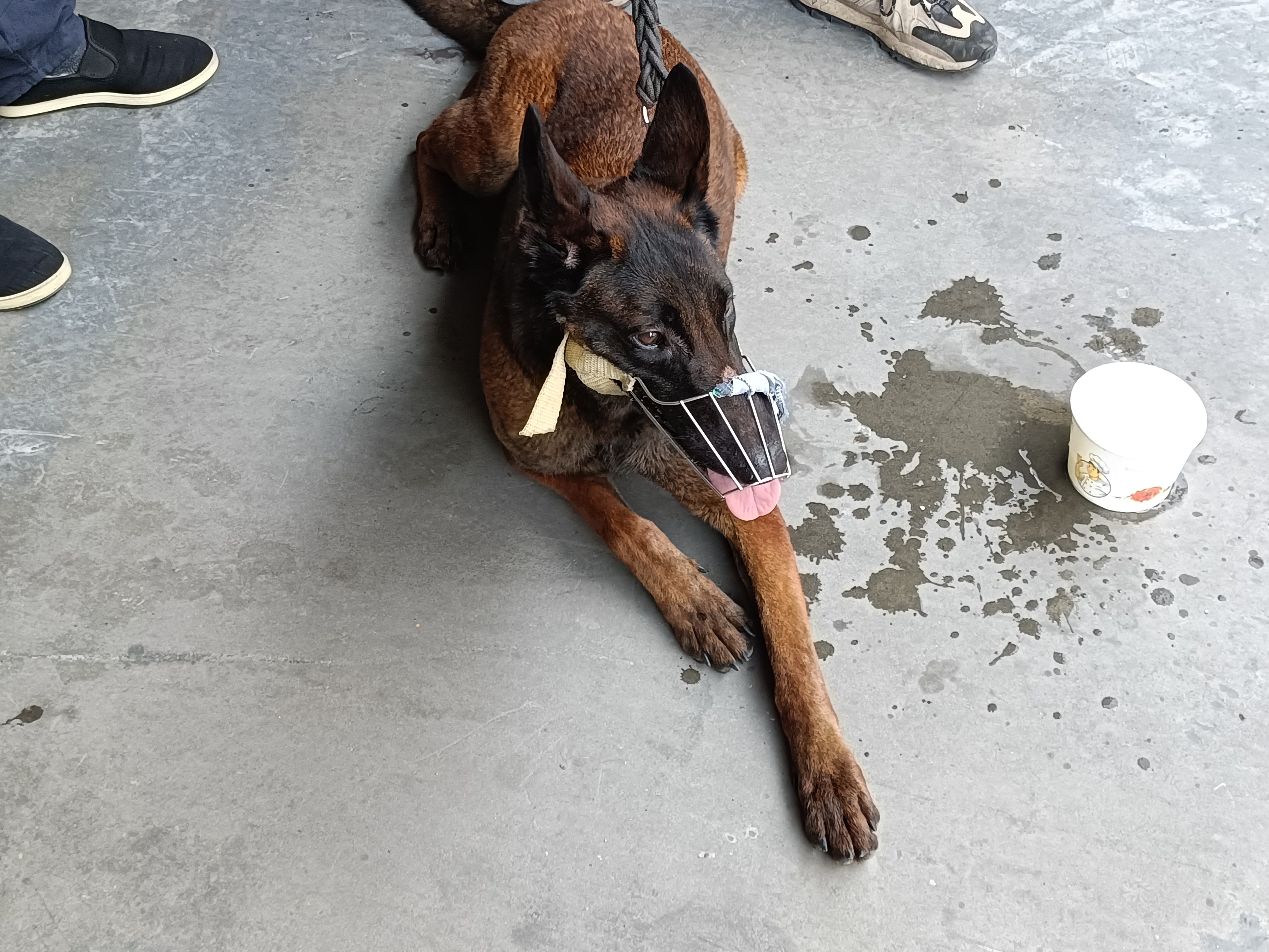 馬犬航空托運(yùn)的打包過程分享